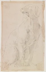 Chien assis, 1710-15 (craie noire sur papier)
